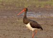 Melnais stārķis Ciconia nigra. Īpaši aizsargājama putnu suga, barojas Dvietes palienes mitrājos. © J. Jansons