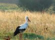 Mitrās Dvietes palienes pļavas ir ļoti piemērota barošanās vieta baltajam stārķim Ciconia ciconia. © I. Kļavinska