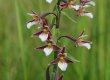 Purva dzeguzene Epipactis palustris. Mitrām, purvainām pļavām un zāļu purviem raksturīga suga. © I. Priedniece