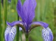 Sibīrijas skalbe Iris sibirica aug mitrās un purvainās pļavās, krūmājos, mežmalās. Suga sastopama  tikai dažviet Latvijā, un viena no šīm vietām ir Daugavas baseins.  Dvietes palienei ļoti raksturīga aizsargājama augu suga.© I. Vilka