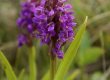 Stāvlapu dzegužpirkstīte Dactylorhiza incarnata sastopama mitrās un purvainās pļavās, zāļu un pārejas purvos. Dvietes palienei raksturīga aizsargājama augu suga. © V.Baroniņa