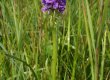 Plankumainā dzegužpirkstīte Dactylorhiza maculata aug mitrās un purvainās pļavās, zāļu un sūnu purvos. Dvietes palienei raksturīga aizsargājama augu suga. © V.Baroniņa