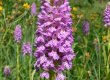 Baltijas dzegužpirkstīte Dactylorhiza baltica aug purvainās pļavās, zāļu purvos, mitros jauktos un skujkoku mežos. Dvietes palienei raksturīga aizsargājama augu suga. © S. Rūsiņa