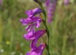 Jumstiņu gladiola Gladiolus imbricatus sastopama purvainās pļavās, krūmājos, meža laucēs. Dvietes palienei raksturīga aizsargājama augu suga. © V. Baroniņa