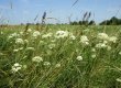 Mānīgā knīdija Chidium dubicum sastopama mitrās, purvainās pļavās, krūmājos, upju krastos, mitros skujkoku un lapkoku mežos. Dvietes palienei raksturīga, Latvijā ļoti reta īpaši aizsargājama suga. © V. Baroniņa