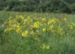 Krastmalu krustaine Senecio paludosus – palieņu pļavām un upju krastmalām raksturīga suga. © V. Baroniņa