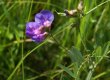 Purva dedestiņa Lathyrus palustris – palienēm un mitrām pļavām raksturīga suga. © V. Baroniņa