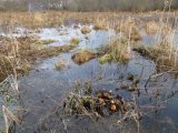 Vasaras - rudens plūdi Dvietes palienē